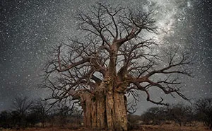 Beth Moon Photographs The World's Oldest Trees Illuminated By Starlight