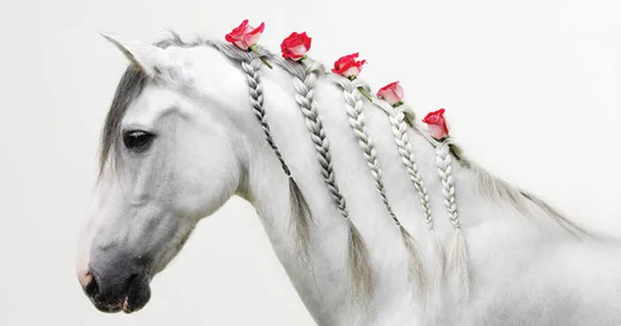 14 Fun Pet Braids