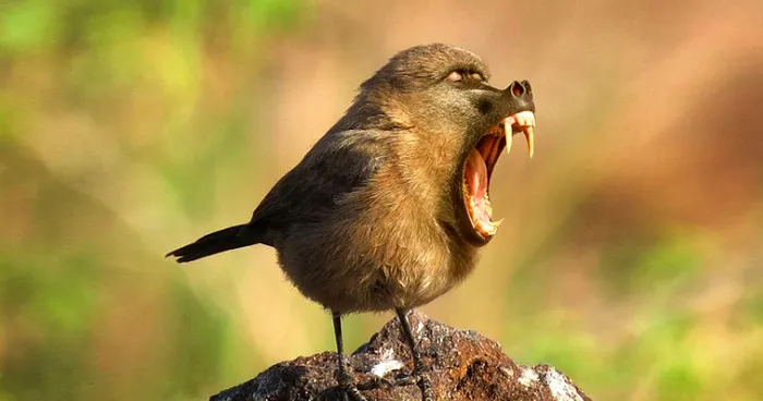 Crazy Chimeras: Hybrid Animals!