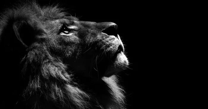 These B&W Animal Portraits Were All Shot In A Local Zoo
