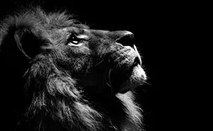 These B&W Animal Portraits Were All Shot In A Local Zoo