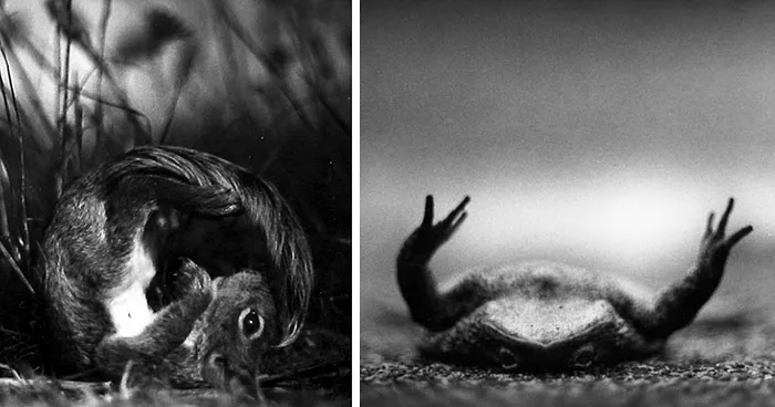 I Captured These Animals With My Father's Old Japanese Film Camera From 1960's