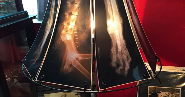 Pet Oncologist Creates Lamps With Animal X-Rays