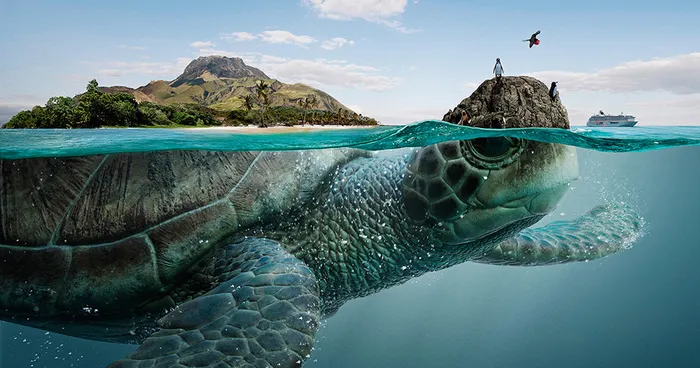 Majestic Sea Animals Bear The Four Biospheres Of Ecuador On Their Backs