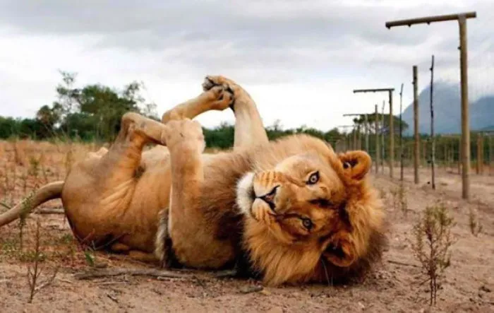 Lion Model