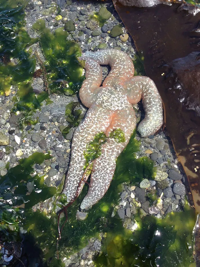 Draw Me Like One Of Your French Girls