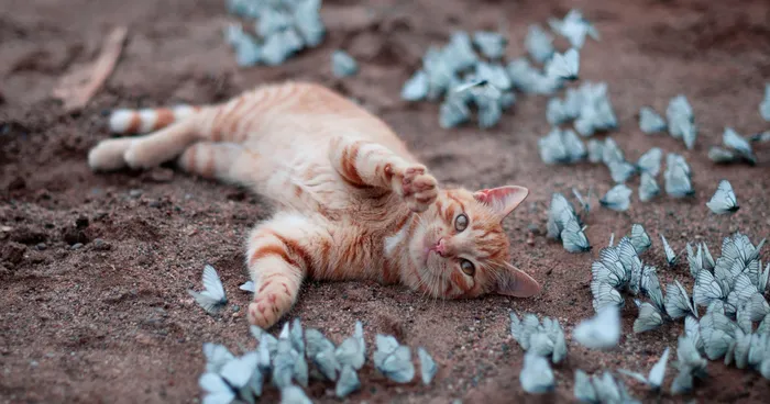 28 Animals With Butterflies Look Like Disney In Real Life