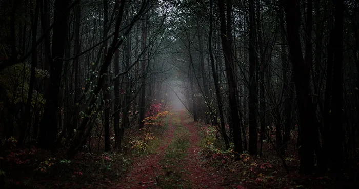Most Of My Time I Spend Walking In The Forests And Photographing Nature