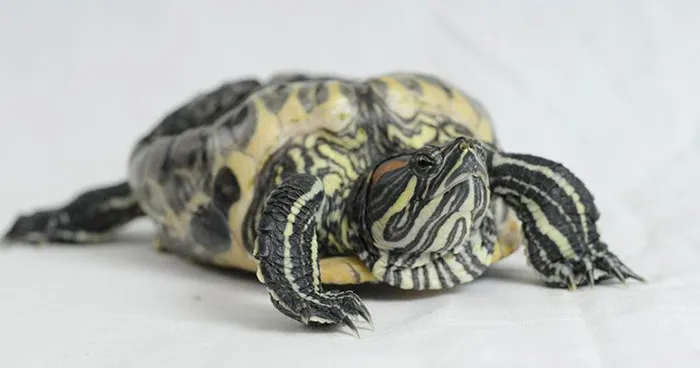 Meet Audrey, A Turtle Who Spent 20 Years Living In A Bucket Before She Was Rescued