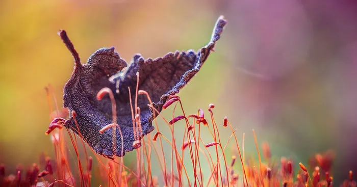 The Magic Of Fall Captured By Alex Greenshpun