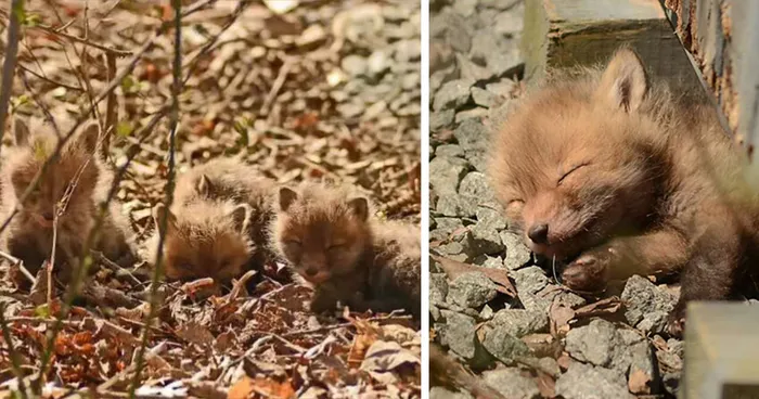 Father And Daughter Find Baby Foxes In Their Backyard