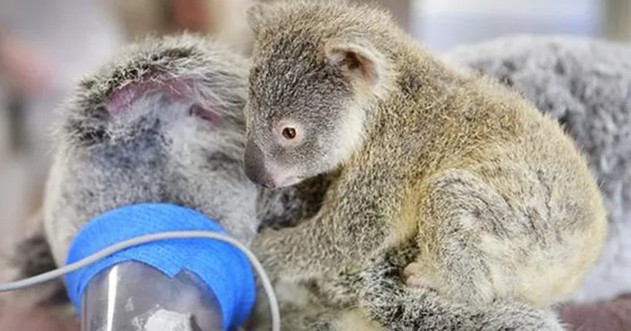 Baby Koala Hugs Unconscious Mom During Life-Saving Surgery