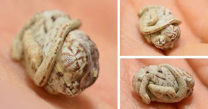 Seconds-Old Baby Chameleon Doesn't Realize He's Out Of His Egg