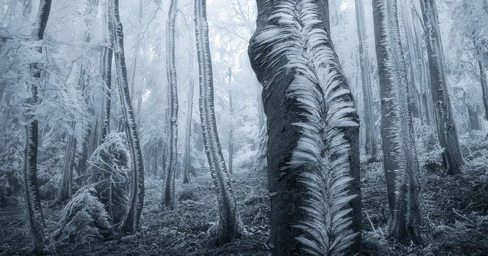 132 Mysterious Forests You'd Love To Get Lost In
