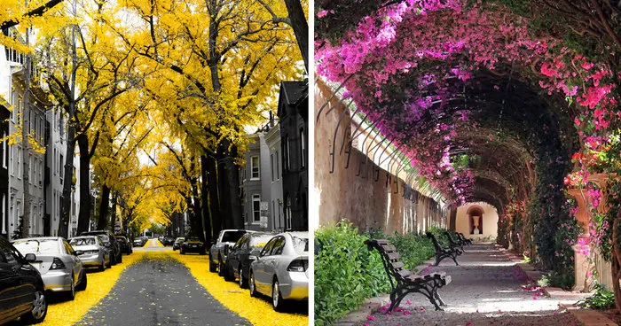 154 Of The World's Most Magical Streets Shaded By Flowers And Trees