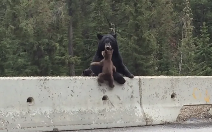 Momma Bear Rescues Her Little Cub From A Busy Highway (VIDEO)