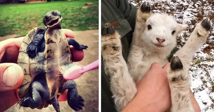 92 Animal Bellies That Need To Be Rubbed Right Now
