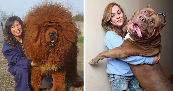 128 Dogs Who Don't Understand How BIG They Are