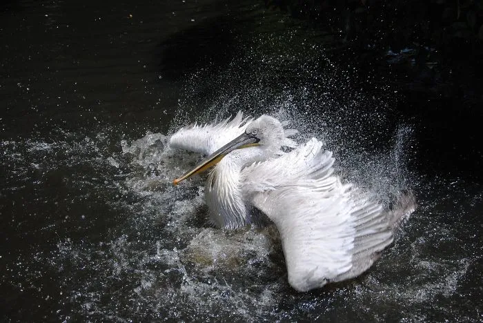 Pelican
