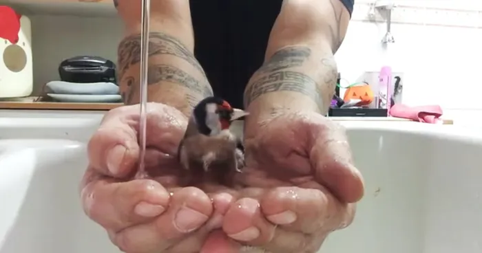 Guy Fills His Hands With Water To Create A Bathtub For His Bird