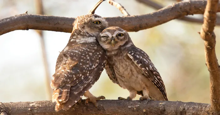 Share Your Best Photos Of Loving Bird Couples