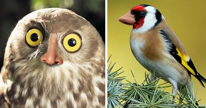 Birds With Noses