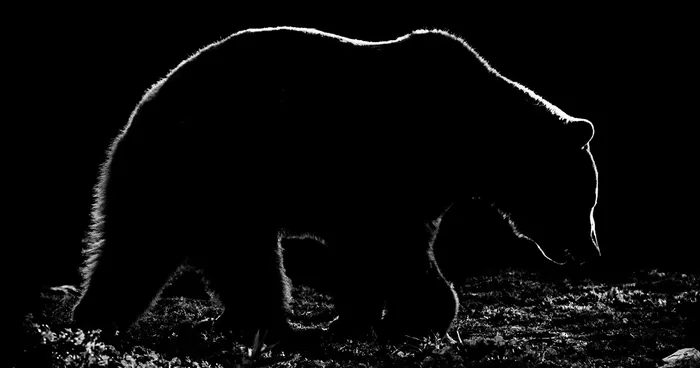 Animal Outlines: My Black And White Photos Of Animal Silhouettes