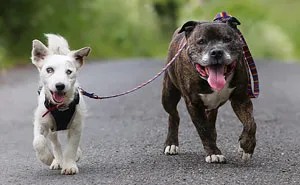 This Blind Dog Has His Own Seeing-Eye Guide And They're Looking For A Home