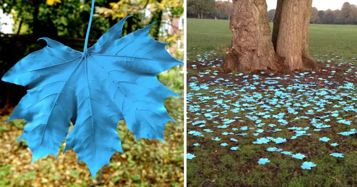 Someone Painted The Leaves Of This Maple In Hamburg And It Looks Beautiful