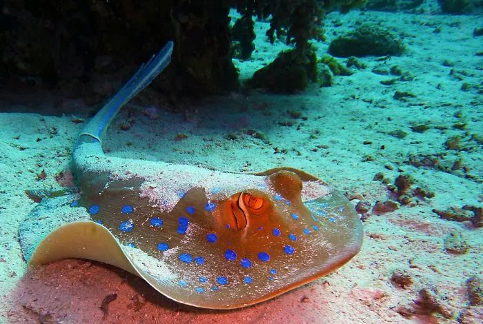 Stingray
