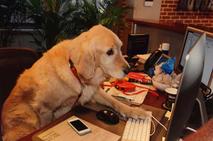 I Brought My Dog, Piper, To Work Today