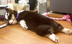 Today Is National Take Your Dog to Work Day (30 Pics)