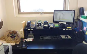 Today Is National Take Your Dog to Work Day (30 Pics)