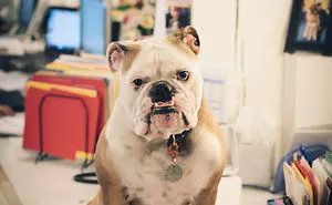 Today Is National Take Your Dog to Work Day (30 Pics)