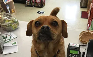 Today Is National Take Your Dog to Work Day (30 Pics)