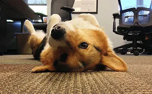 Today Is National Take Your Dog to Work Day (30 Pics)