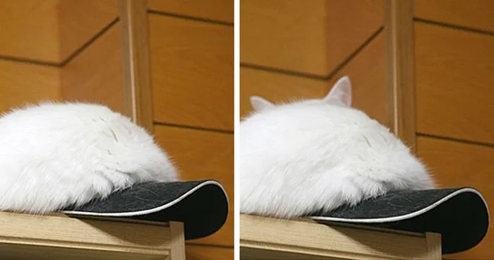 109 Camouflaged Cats That Win At Hide And Seek