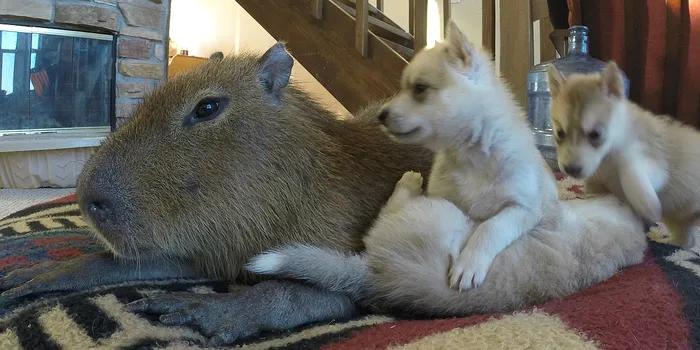 Capybara Plays With Husky Puppies