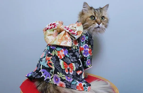 Cats In Kimonos Are A Thing In Japan