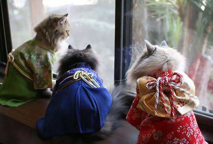 Cats In Kimonos Are A Thing In Japan