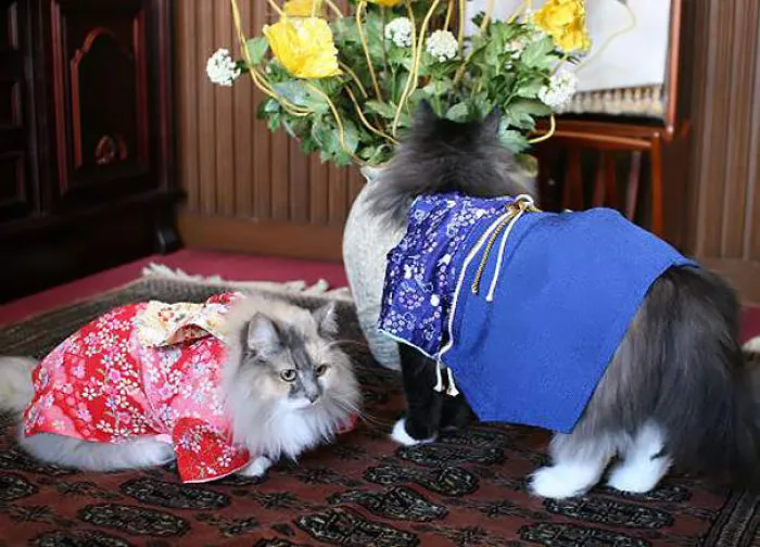 Cats In Kimonos Are A Thing In Japan