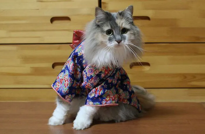 Cats In Kimonos Are A Thing In Japan