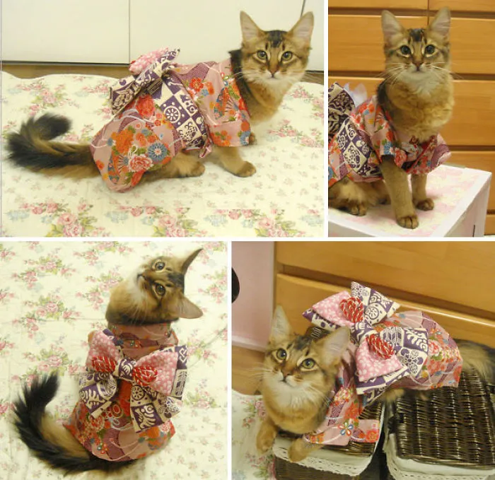 Cats In Kimonos Are A Thing In Japan