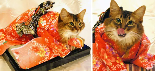 Cats In Kimonos Are A Thing In Japan