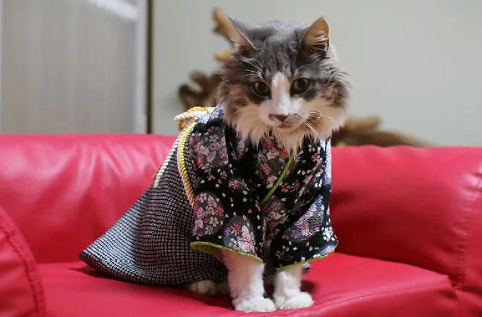 Cats In Kimonos Are A Thing In Japan