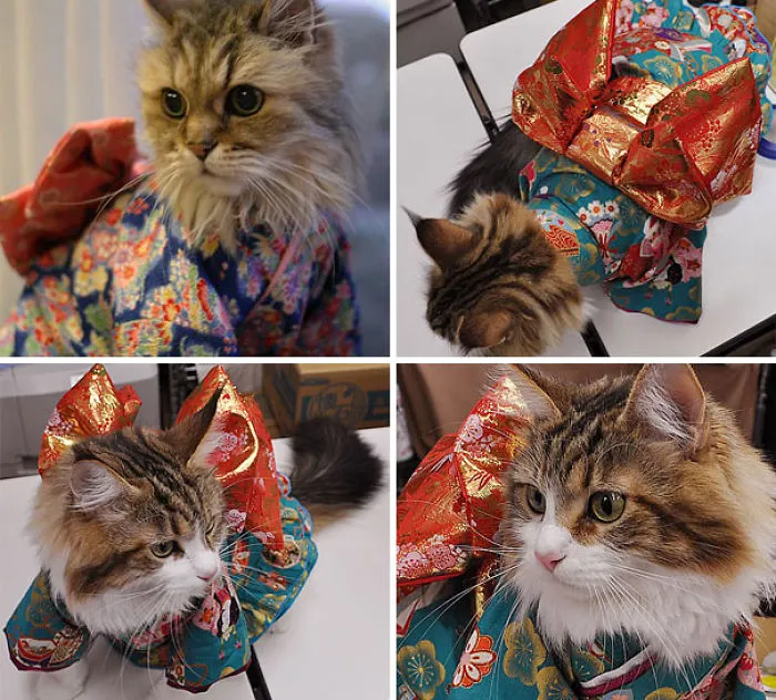 Cats In Kimonos Are A Thing In Japan