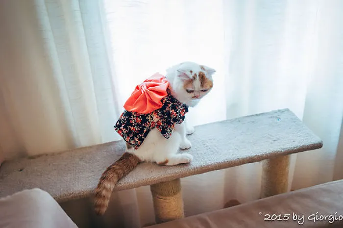 Cats In Kimonos Are A Thing In Japan