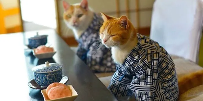 Cats In Kimonos Are A Thing In Japan