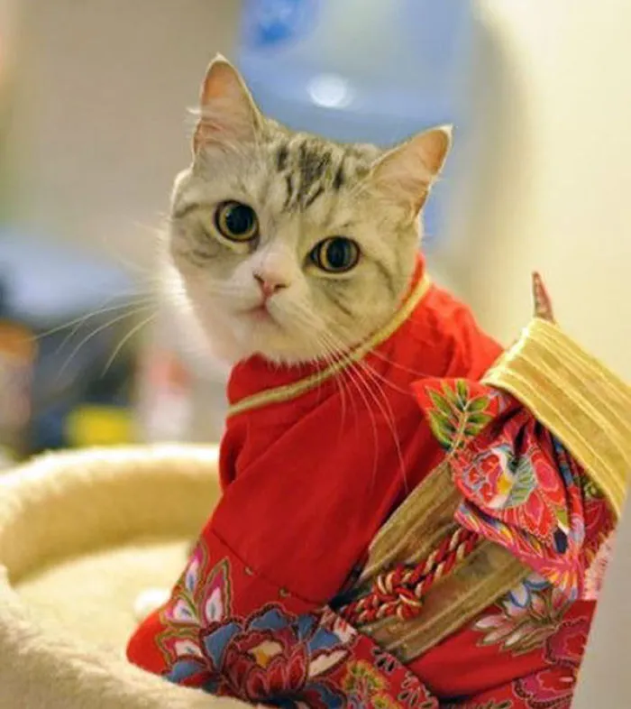 Cats In Kimonos Are A Thing In Japan