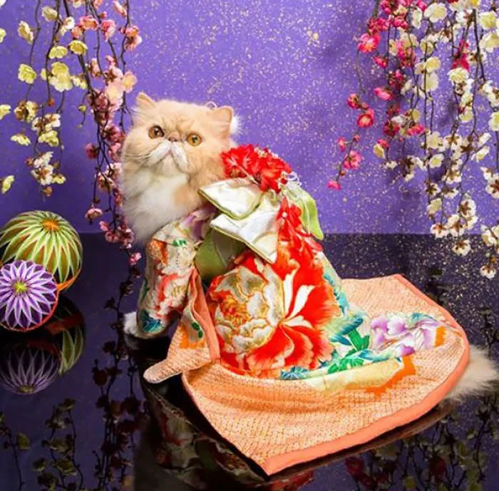 Cats In Kimonos Are A Thing In Japan